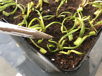 Dionaea muscipula ‘Wacky Traps’ Venus Flytrap (small)