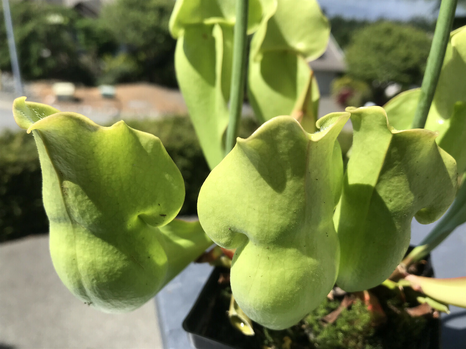 Sarracenia purpurea Sub sp. purpurea - Green Form