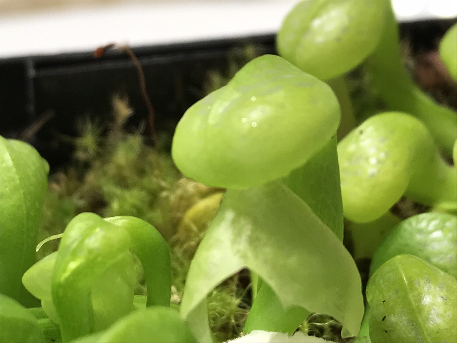 Darlingtonia californica Cv Othello “Cobra Lily”- small w/ mixed Pitchers