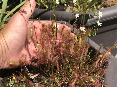 Drosera linearis The Slenderleaf Sundew