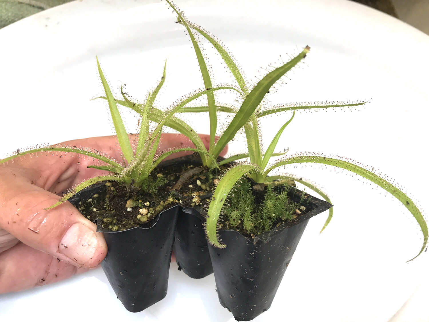 Drosera regia King Sundew (Medium)