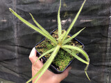 Drosera regia King Sundew (Medium)