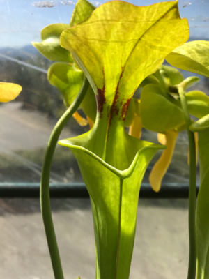Sarracenia flava -Assorted  Green Forms