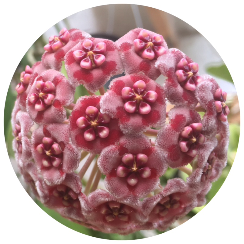 HOYA FOR SALE