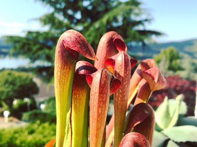 Sarracenia minor var Okefenokeensis Ware Co. Georgia