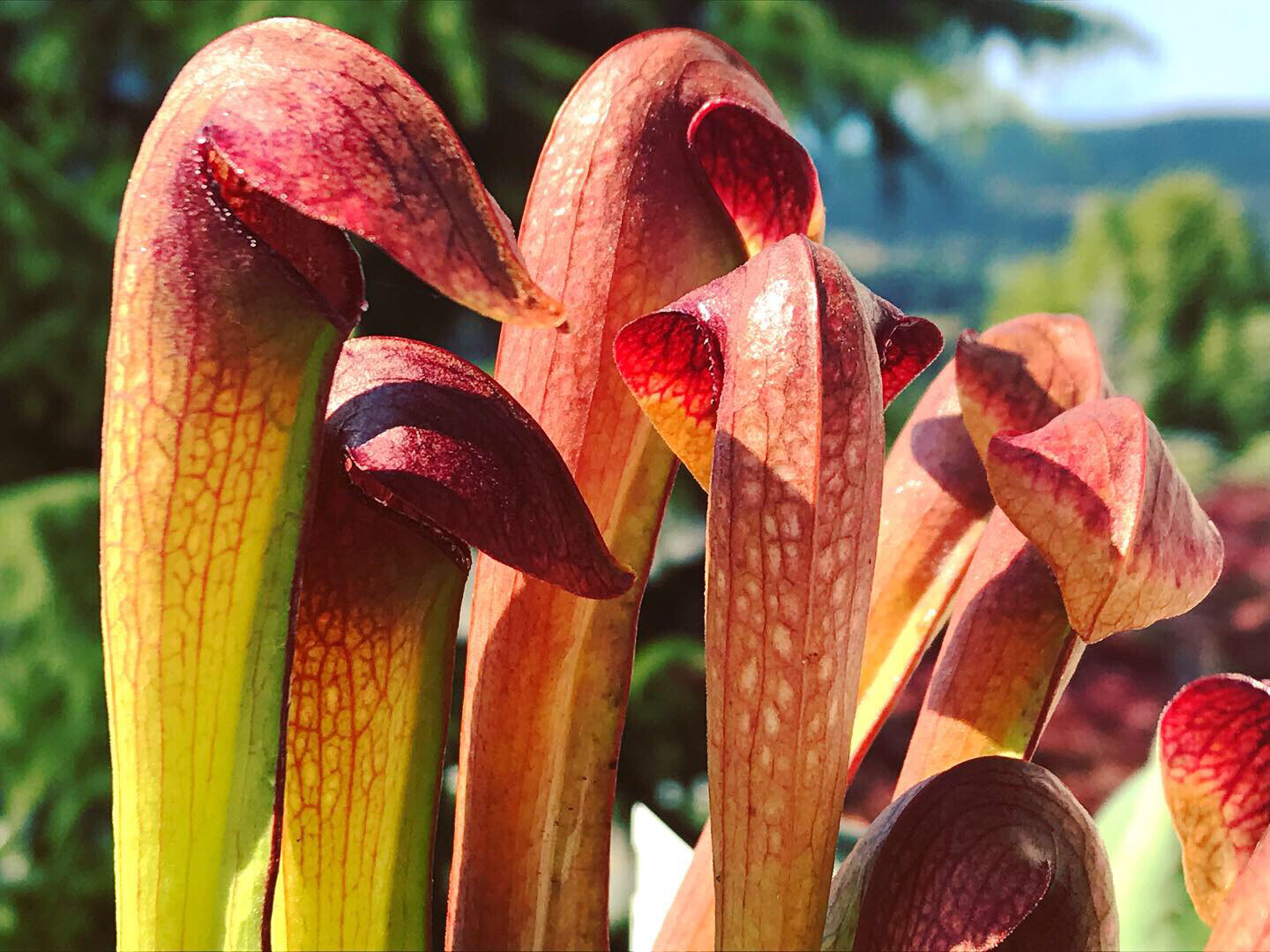 Sarracenia minor var Okefenokeensis Ware Co. Georgia