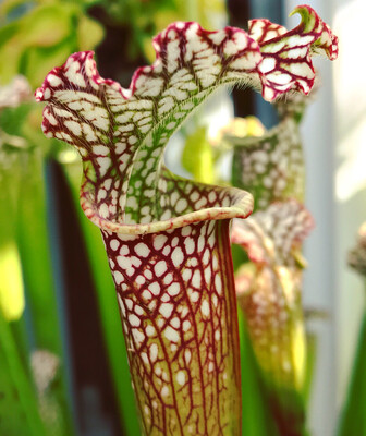 Sarracenia leucophylla &quot;Tarnok&quot; Registered Cultivar