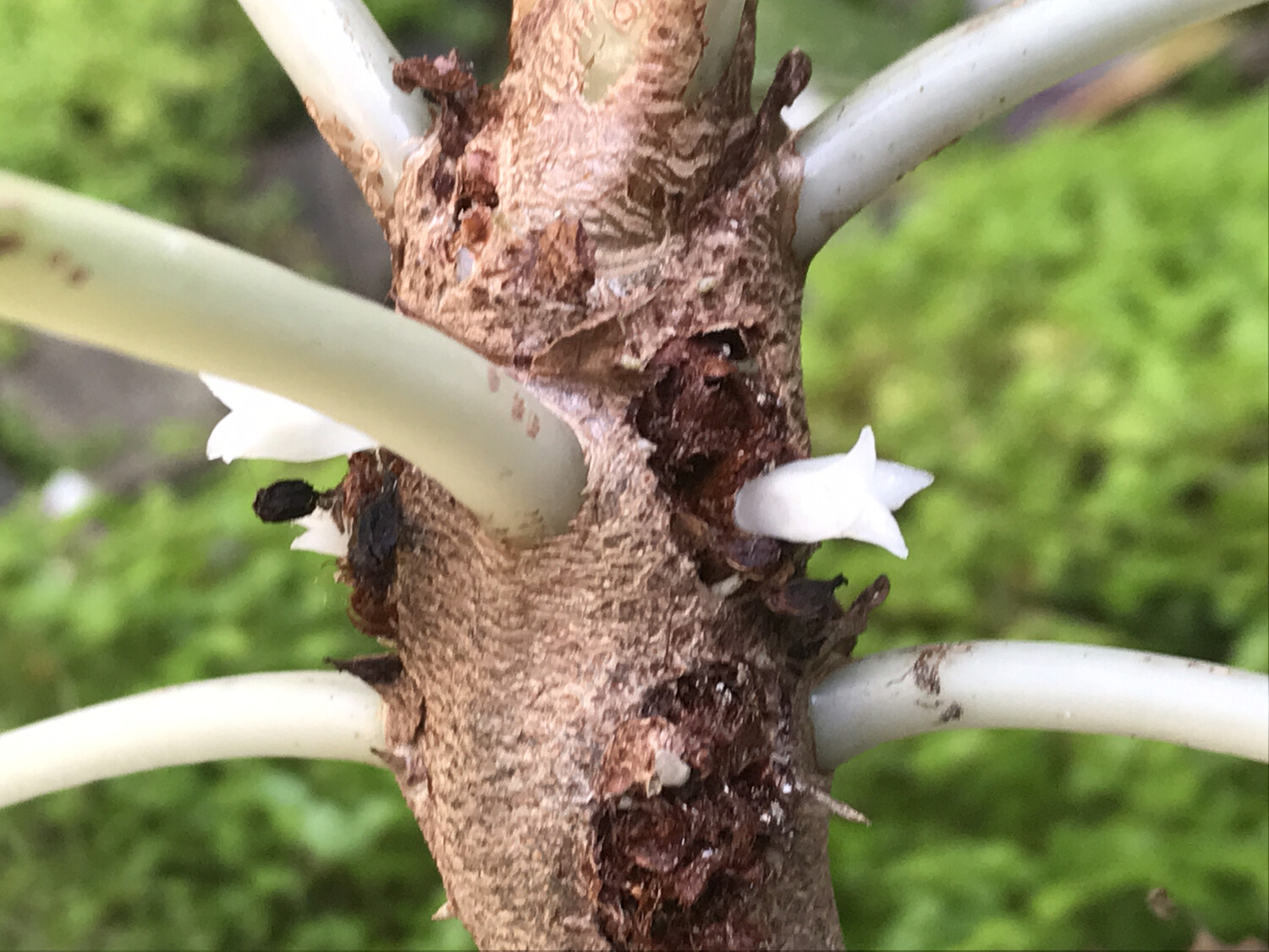 Ant Plant - Myrmecodia tuberosa