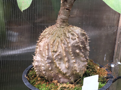 Ant Plant - Myrmecodia armata