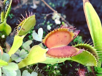 Dionaea muscipula Typical Venus Flytrap (small)