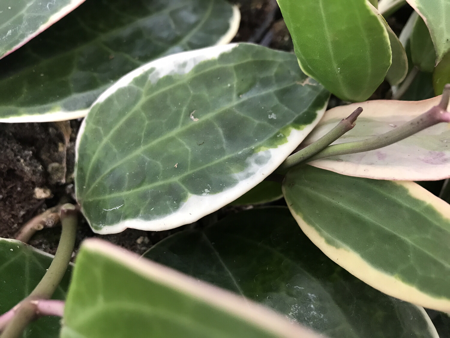 Hoya macrophylla “variegata”