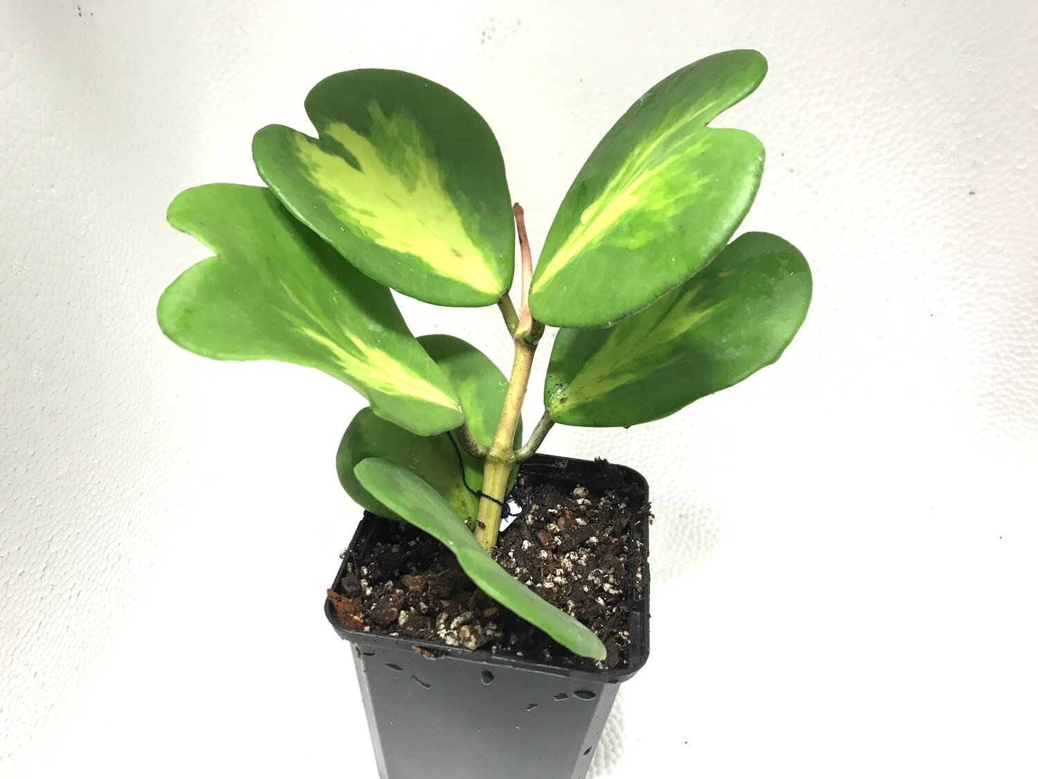 Hoya Kerrii "variegata" (Medium)
