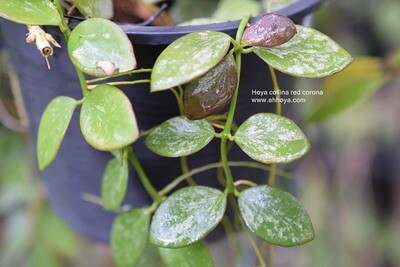 Hoya collina red corona (unrooted Cutting)