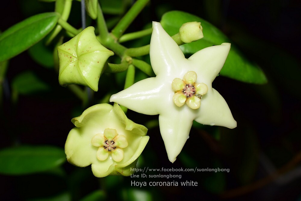 Hoya coronaria "White"