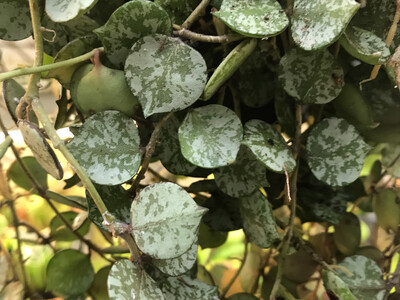 Hoya curtisii (Unrooted Cutting)