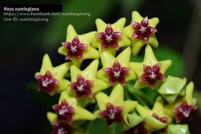 Hoya cumingiana (Unrooted Cutting)