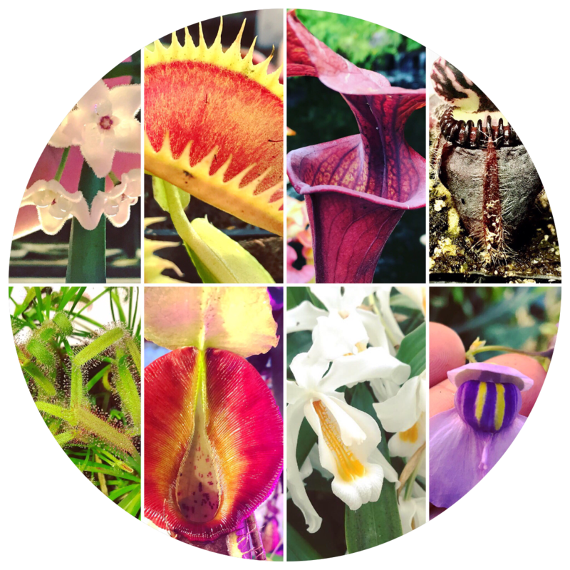 ALL PLANTS FOR SALE