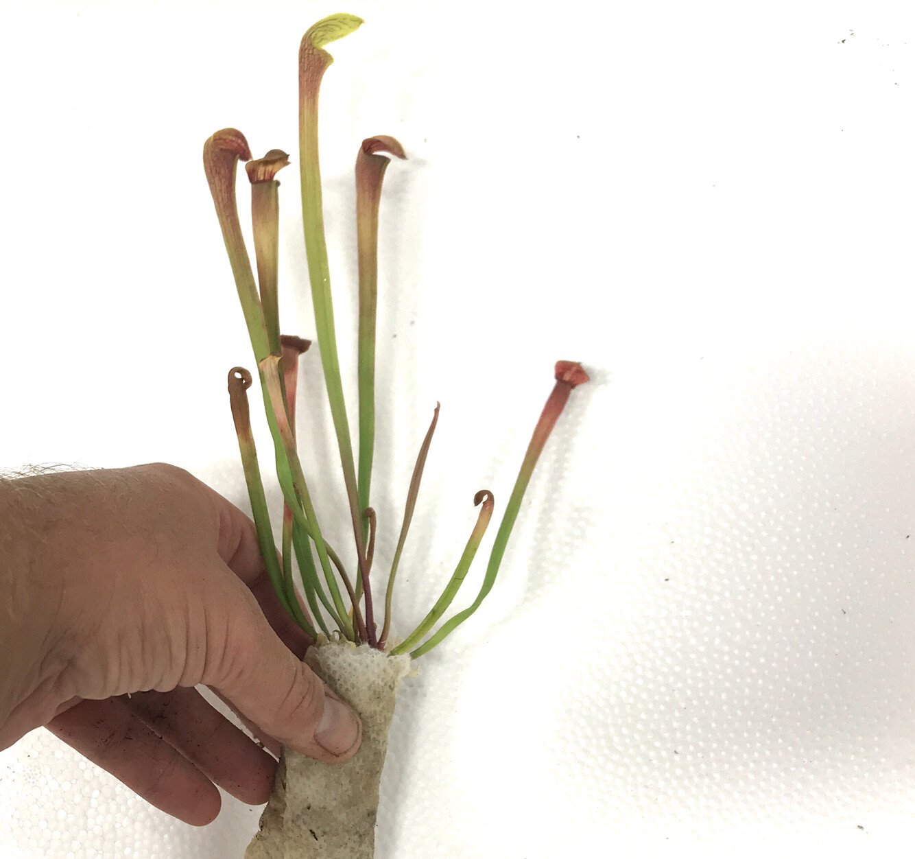 Sarracenia  alata Areolate Form X Blacktube, Pubescens (Dormant Rhizome Currently)