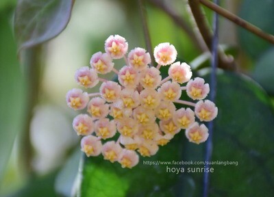 Hoya Cv Sunrise (Unrooted cutting)