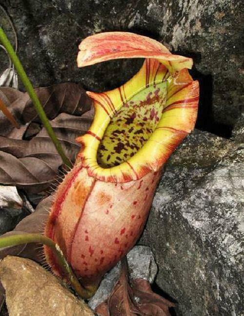 Nepenthes northiana BE-3357