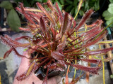 Drosera capensis &quot;Big Pink &quot; Cape Sundew