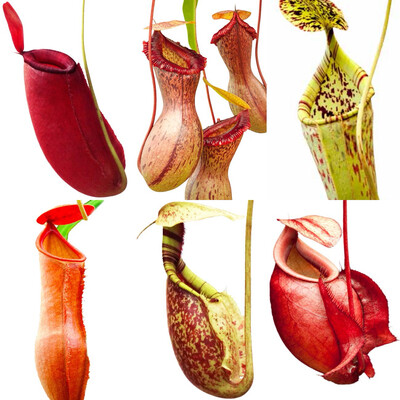 Nepenthes Lovers Carnivorous Plant Starter Kit (6 Nepenthes)