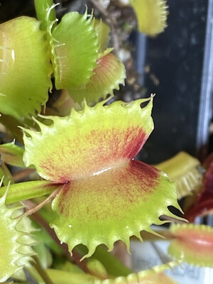 Dionaea muscipula “Werewolf” Venus Flytrap (Small) 