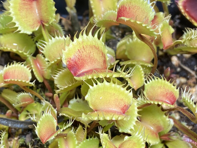 Dionaea muscipula “Werewolf” Venus Flytrap (Small) 