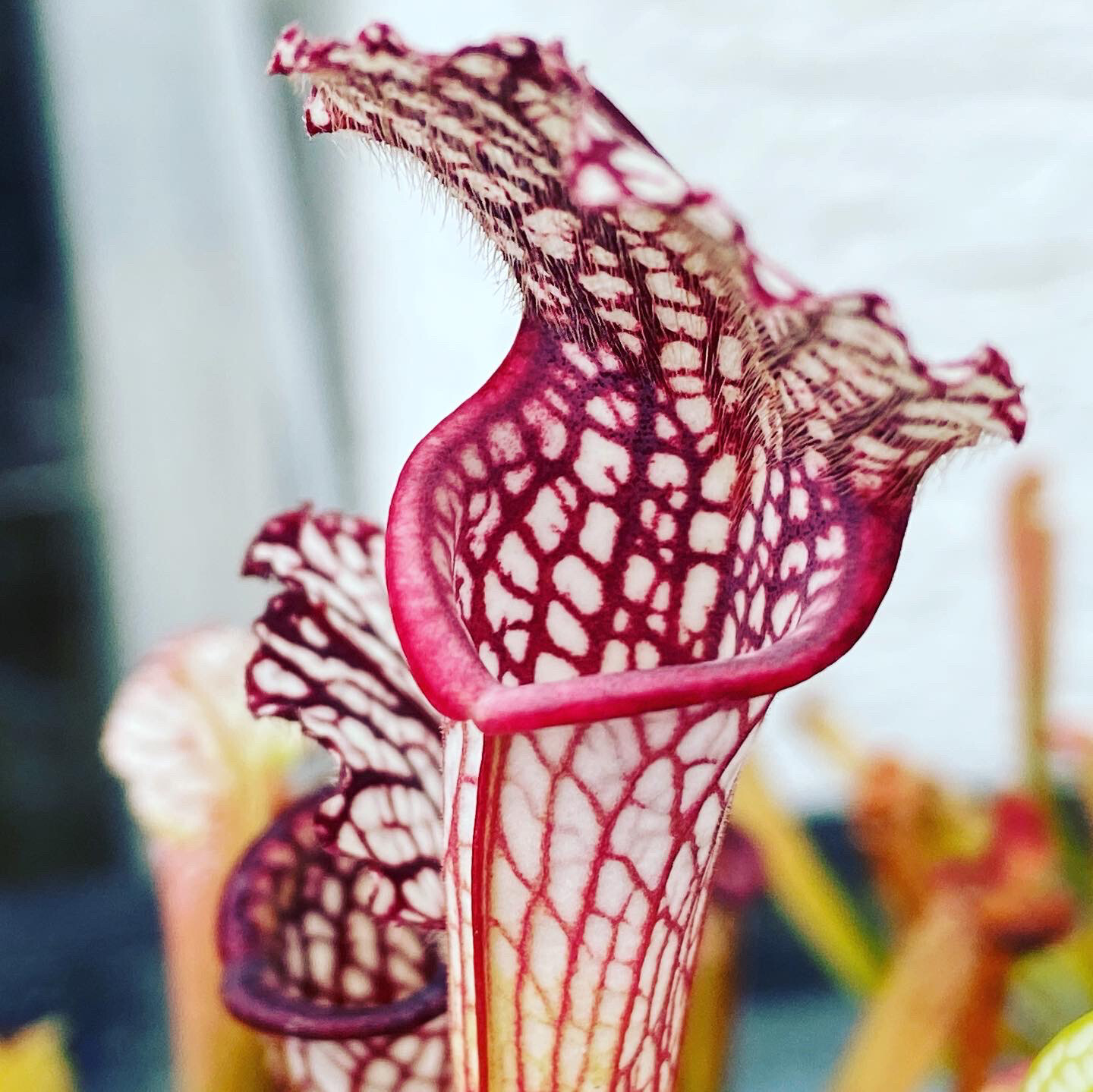 Sarracenia leucophylla var. leucophylla - MC 