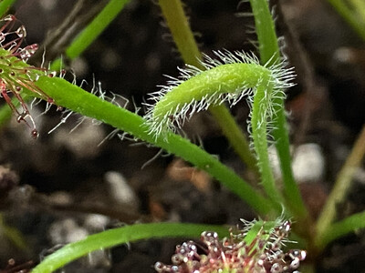 Drosera capensis "Hairy" Cape Sundew 