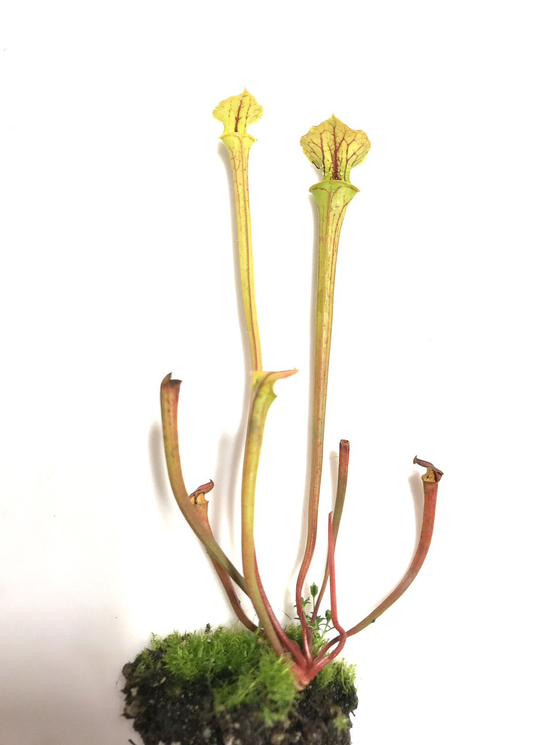 Sarracenia flava Lovers Starter Kit (4 Sarracenia)