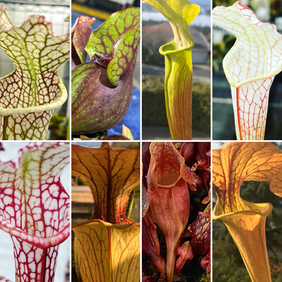 Sarracenia Lovers Carnivorous Plant Starter Kit (6 Sarracenia)