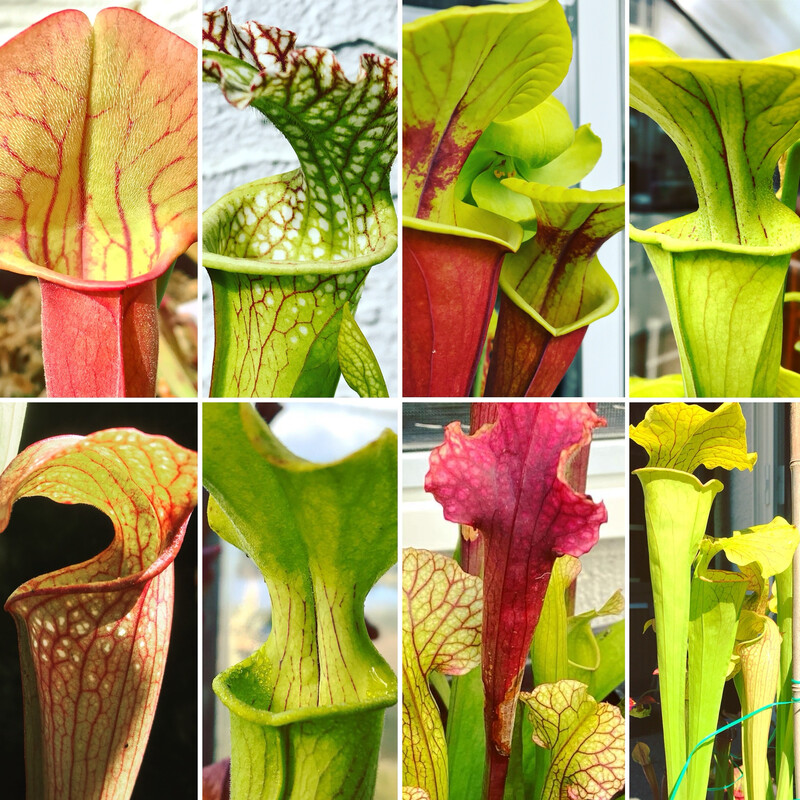 Sarracenia Lovers Carnivorous Plant Starter Kit (6 Sarracenia + One Bonus Sarracenia! )