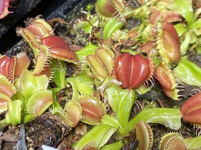 Dionaea muscipula “Angel Wings” Venus Flytrap (small)