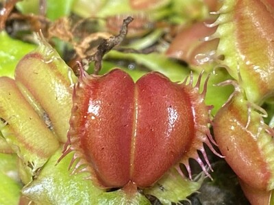 Dionaea muscipula “Angel Wings” Venus Flytrap (small)