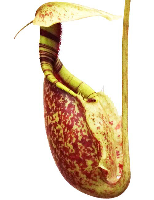 Nepenthes rafflesiana BE- 3722