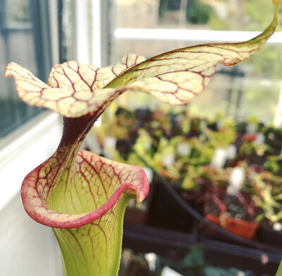 Sarracenia x Moorei