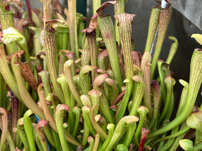 Sarracenia alata Black Tube Desoto Co 
