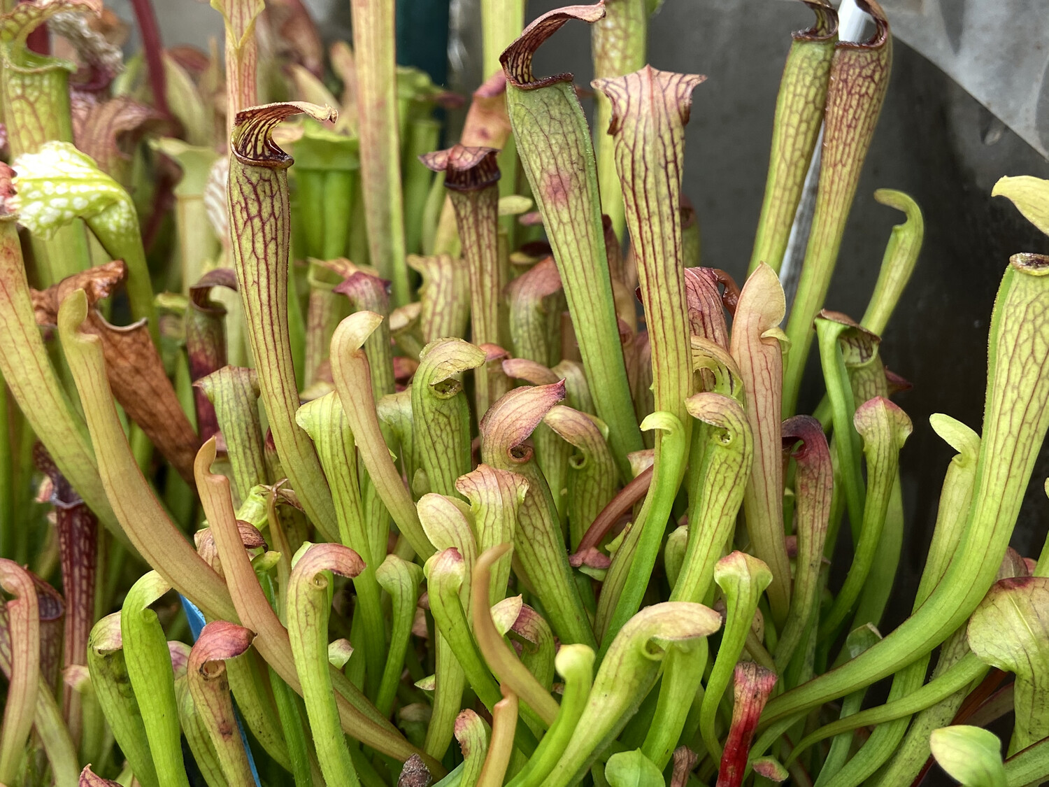 Sarracenia alata Black Tube Desoto Co 