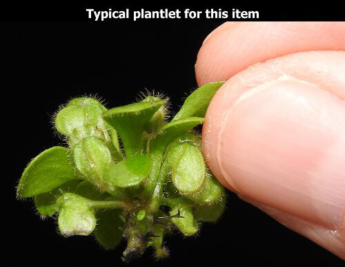 Cephalotus follicularis (Albany pitcher plant) BE Clone 3563