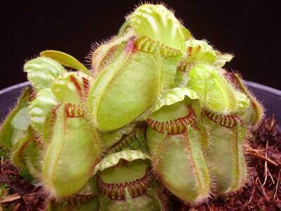Cephalotus follicularis (Albany pitcher plant) BE Clone 3563