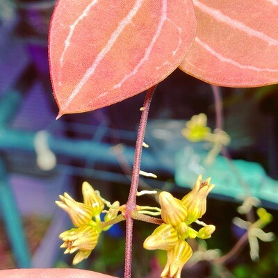 Dischidia ovata (2 Unrooted Cuttings)