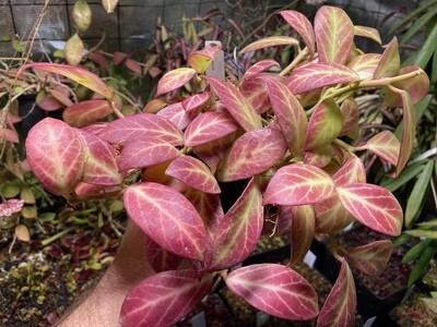 Hoya obscura (Unrooted Cutting)