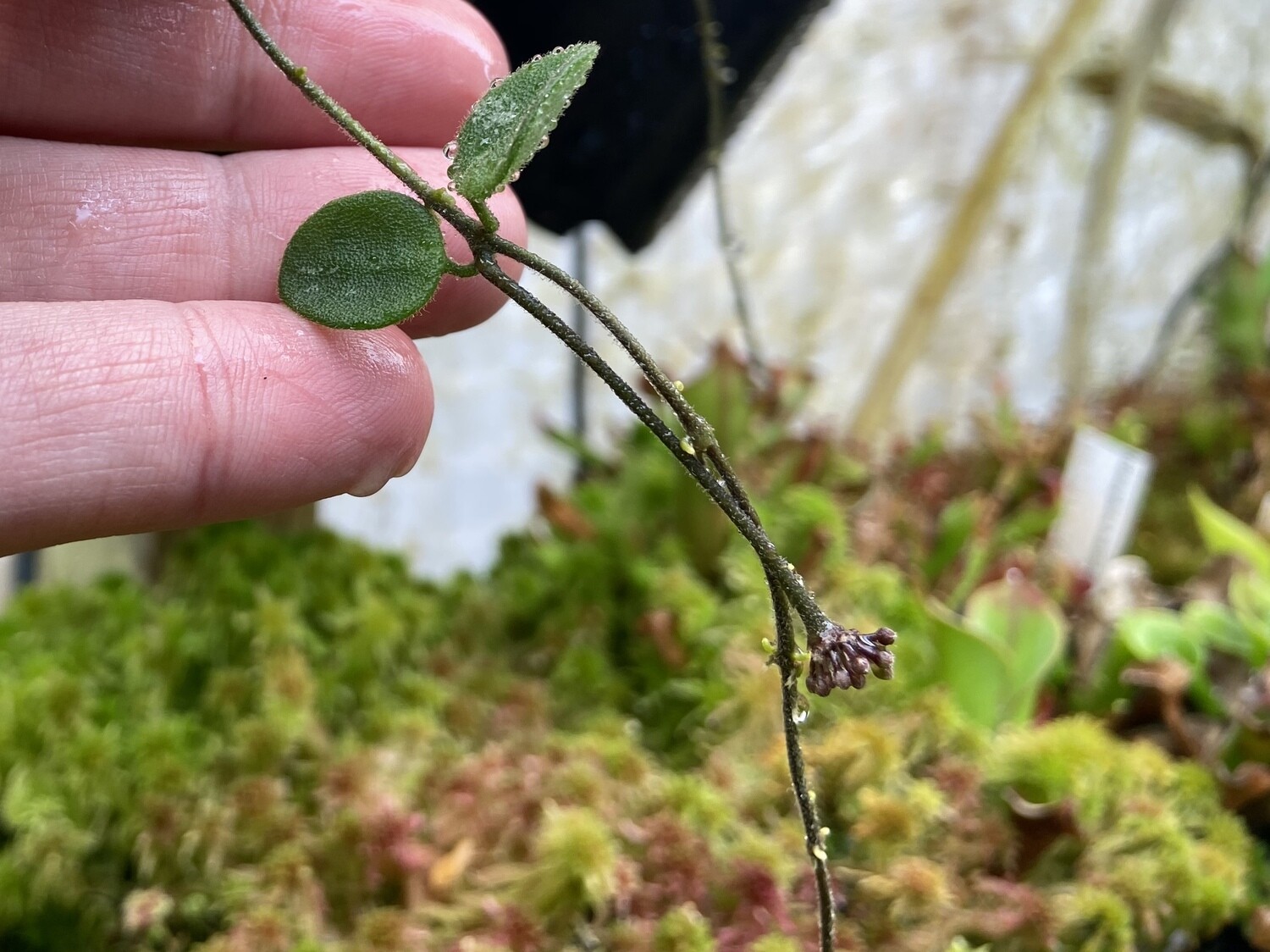 Hoya Serpens (Unrooted Cutting)