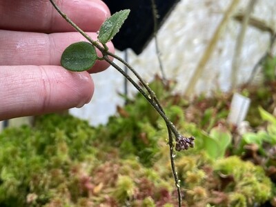 Hoya Serpens (Unrooted Cutting)