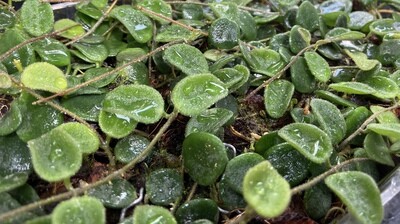 Hoya Serpens (Unrooted Cutting)