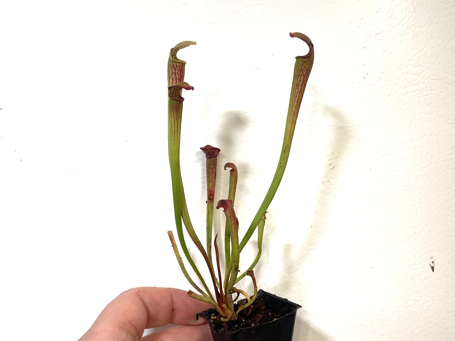 Sarracenia Black tube Desoto Co Mississippi.