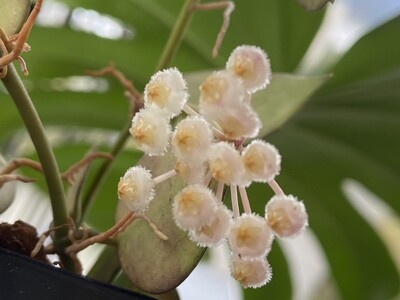 Hoya  lacunosa Heart Leaf (Unrooted Cutting)