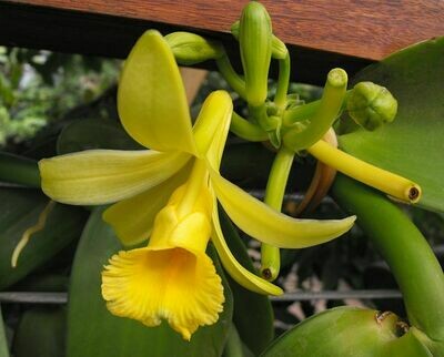Vanilla pompona Orchid