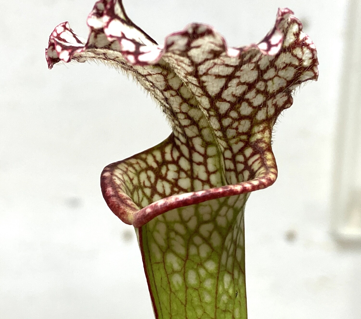 Sarracenia leucophylla var. leucophylla - MC 
